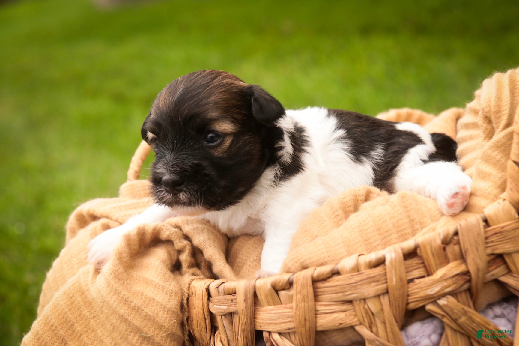 Havanese dogs Birdie Havanese  - Ad 2