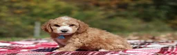 Miniature Poodle dogs for sale: August (AKC) - Ad 4