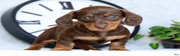 Miniature Dachshund dogs for sale: Dahlia - Ad 1