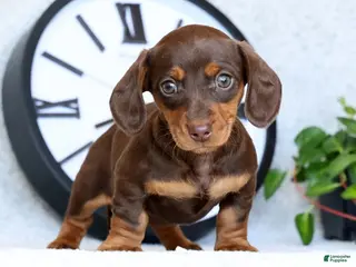 Miniature Dachshund dogs for sale: Dahlia - Ad 2