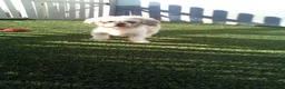 Shihpoo dogs for sale: Taylor - Ad 6