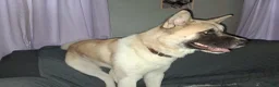 Akita dogs for sale: Cypress - Ad 14