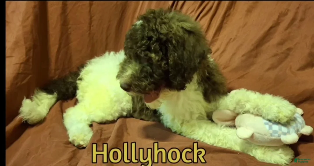 Labradoodle dogs for sale: Holly-CRATE & POTTY trained - Ad 7