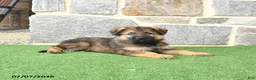German Shepherd dogs for sale: Oscar - Ad 1