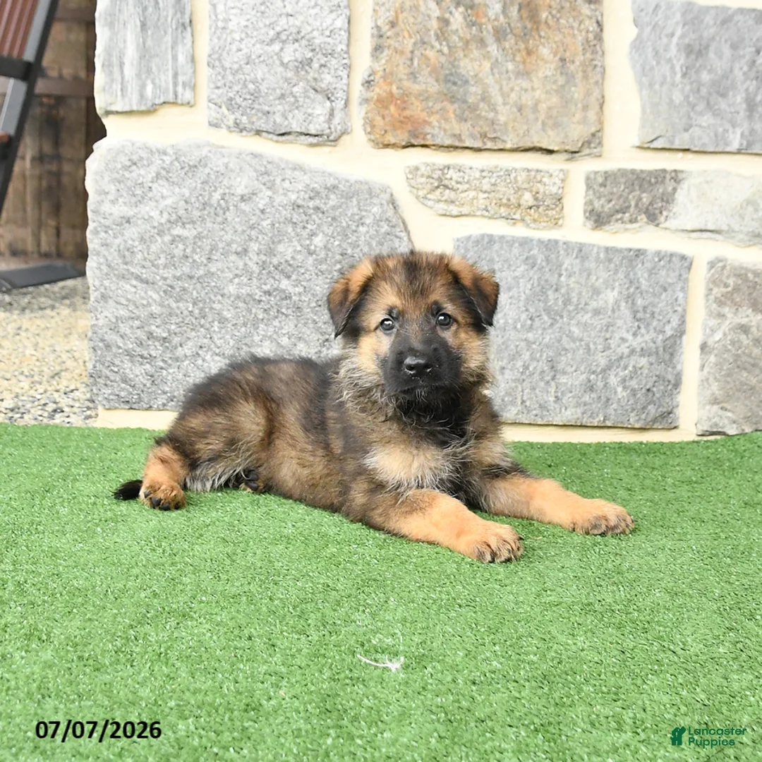 German Shepherd dogs for sale: Oscar - Ad 1