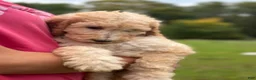 Standard Poodle dogs for sale: Standard Poodle 7 - Ad 8