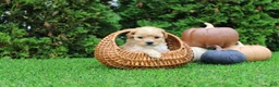 Toy Poodle dogs for sale: AKC Emmett(tiny) - Ad 3