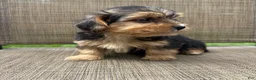 Yorkshire Terrier dogs for sale: 1 Pauly - Ad 4