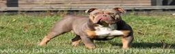 Olde English Bulldogge dogs for sale: Bluegates VERONICA - Ad 5