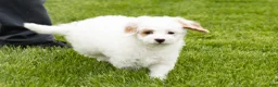 Mini Goldendoodle dogs for sale: Penelope  - Ad 7