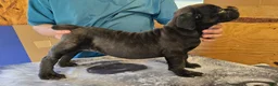 Mixed Breed dogs for sale: Hawks Mr Cougar  - Ad 3