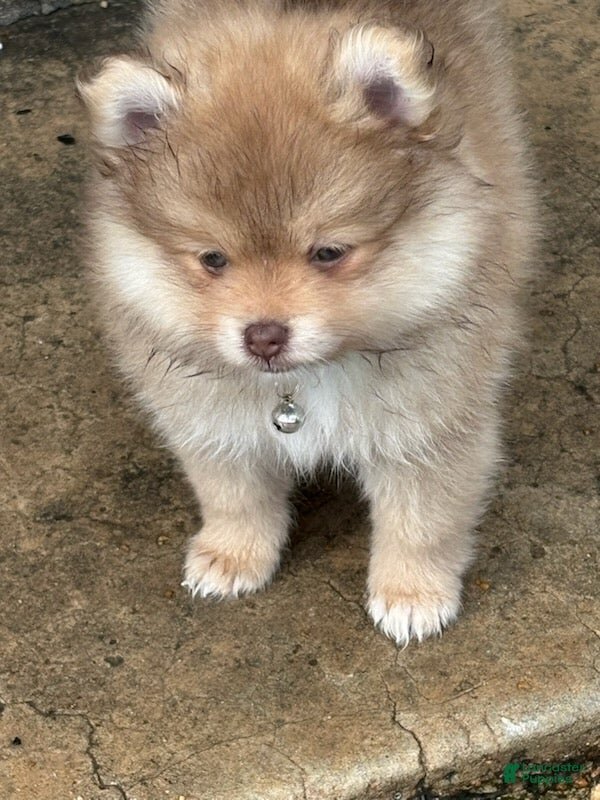 Pomeranian dogs Finn - Ad 1