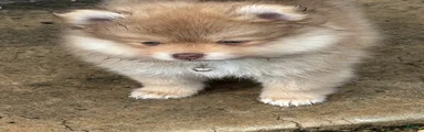 Finn
