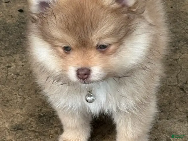 Pomeranian dogs for sale: Finn - Ad 1