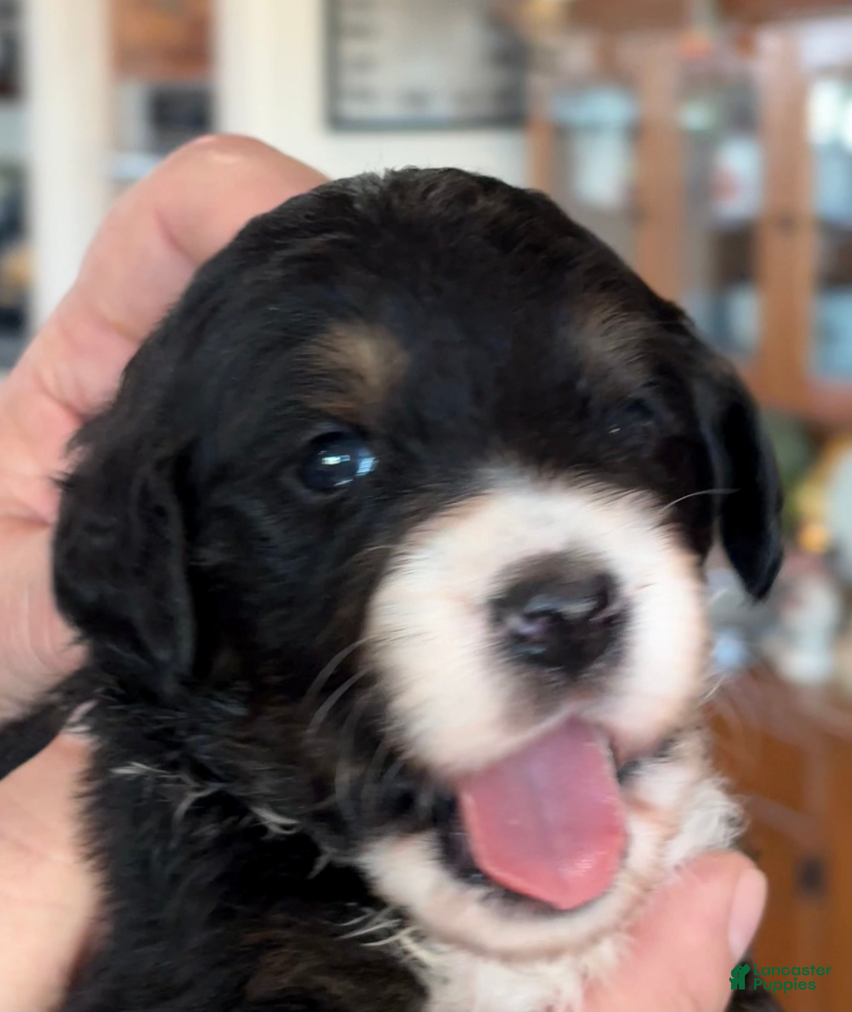 Mixed Breed dogs male # 3 English Shepherd Doodle  - Ad 31