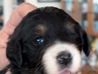 Mixed Breed dogs male # 3 English Shepherd Doodle - Ad 31