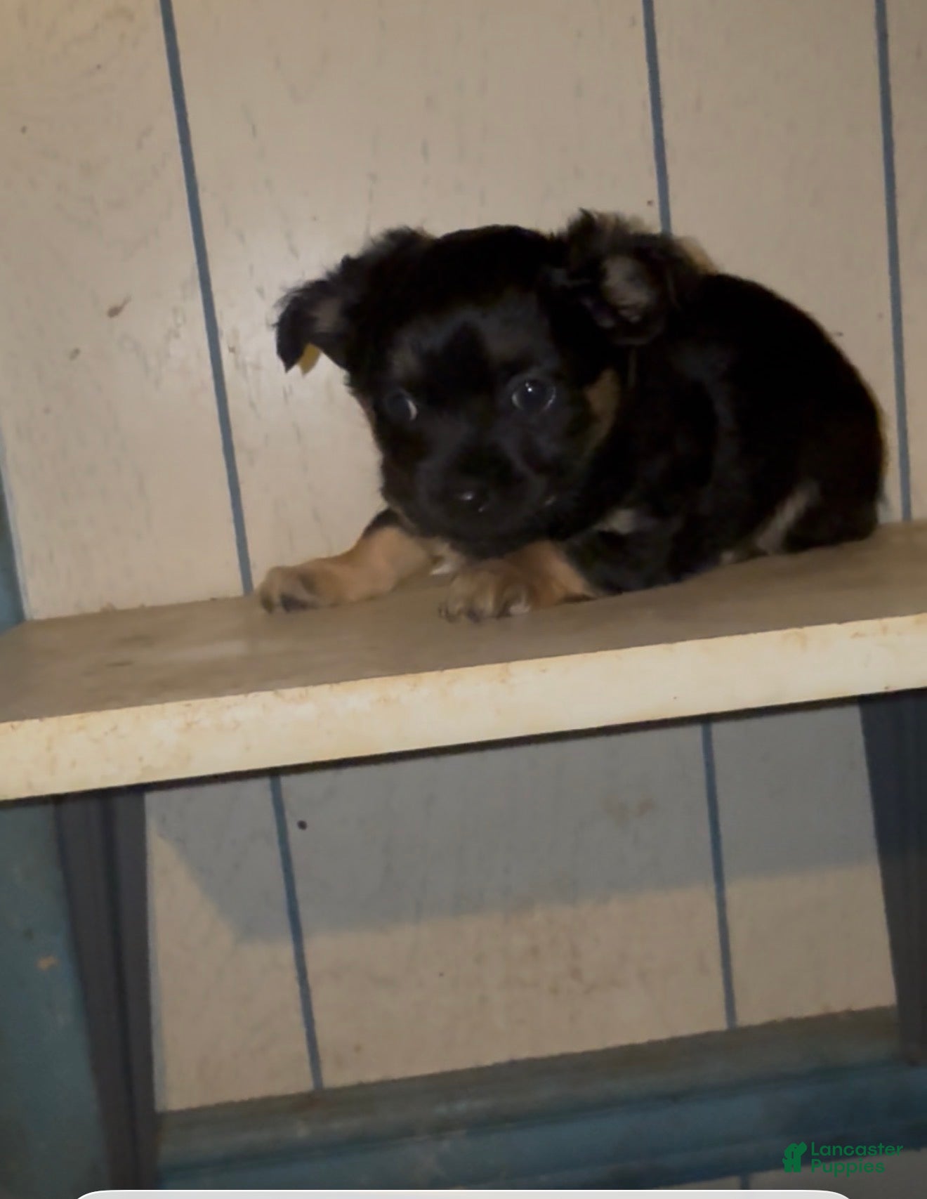 Chiweenie dogs Chiweenie Puppy 1 - Ad 3