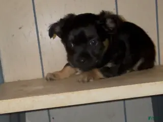 Chiweenie dogs Chiweenie Puppy 1 - Ad 3