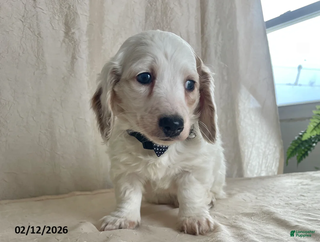 Miniature Dachshund dogs for sale: Valentine - Ad 9