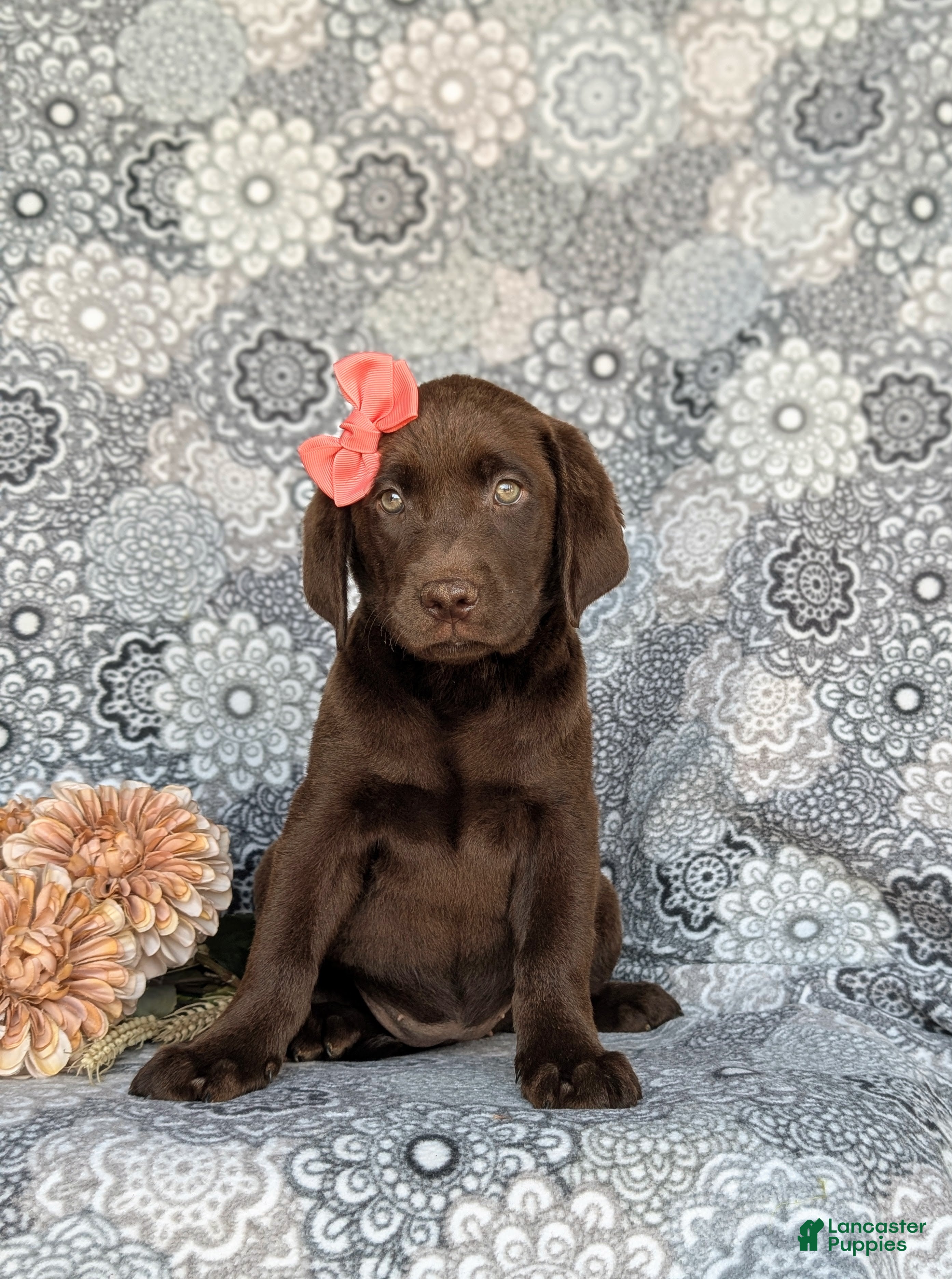 Labrador Retriever dogs Belinda - Ad 2