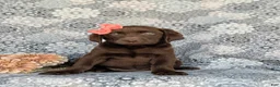 Labrador Retriever dogs for sale: Belinda - Ad 2