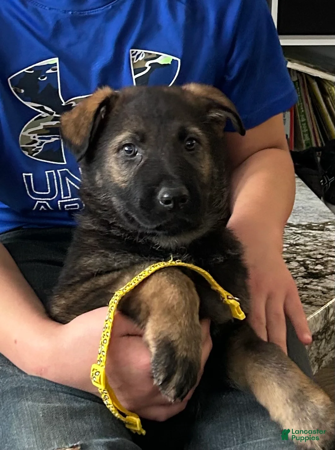 German Shepherd dogs for sale: Willow/Cody Teal - Ad 32