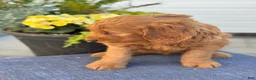 Goldendoodle dogs for sale: Tasha - Ad 10