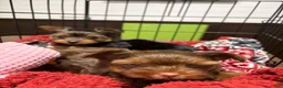 Yorkshire Terrier dogs for sale: Yorkshire Terrier 1 - Ad 5
