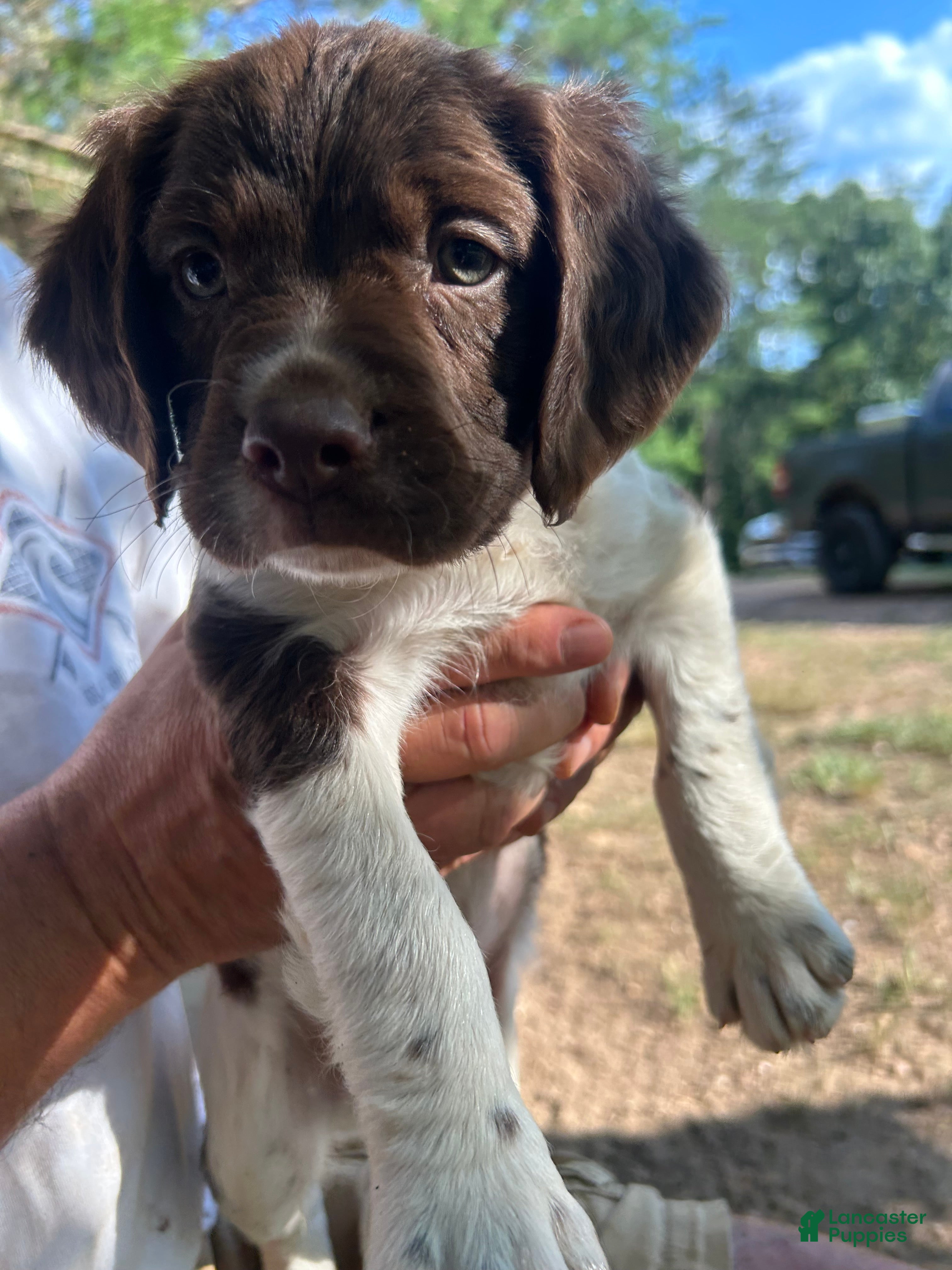 Brittany Spaniel dogs Brittany Spaniel 3 - Ad 14