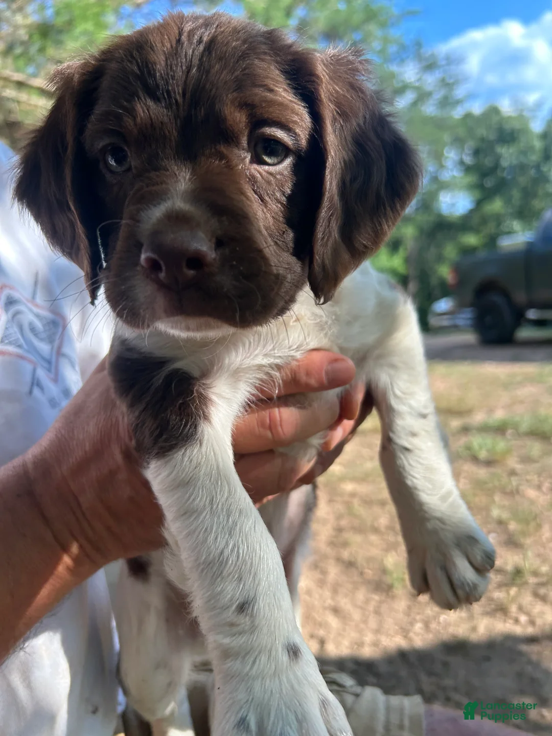 Brittany Spaniel dogs for sale: Brittany Spaniel 3 - Ad 1