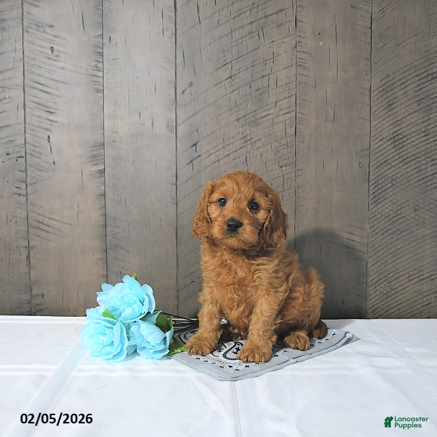Cavapoo dogs Fred - Ad 2