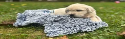 Golden Retriever dogs for sale: Phil - Ad 1