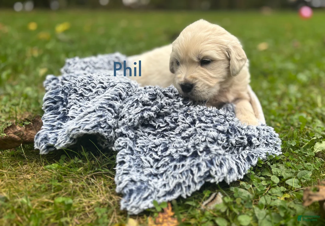 Golden Retriever dogs for sale: Phil - Ad 1