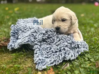 Golden Retriever dogs Phil - Ad 13