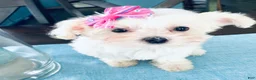 Maltese dogs for sale: Teacup Tenley - Ad 8