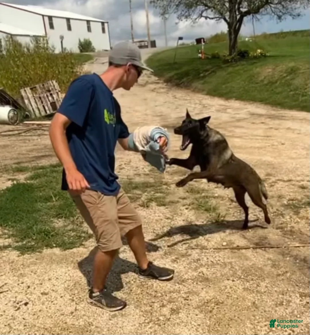 Gallery Image {{count}}