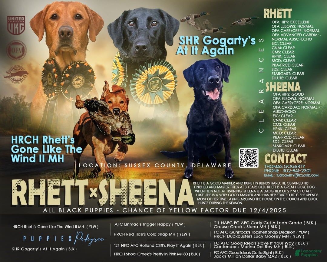 Labrador Retriever dogs for sale: Reese - Ad 6