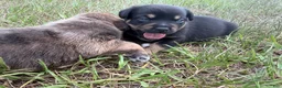 Mixed Breed dogs for sale: Beef - Ad 10