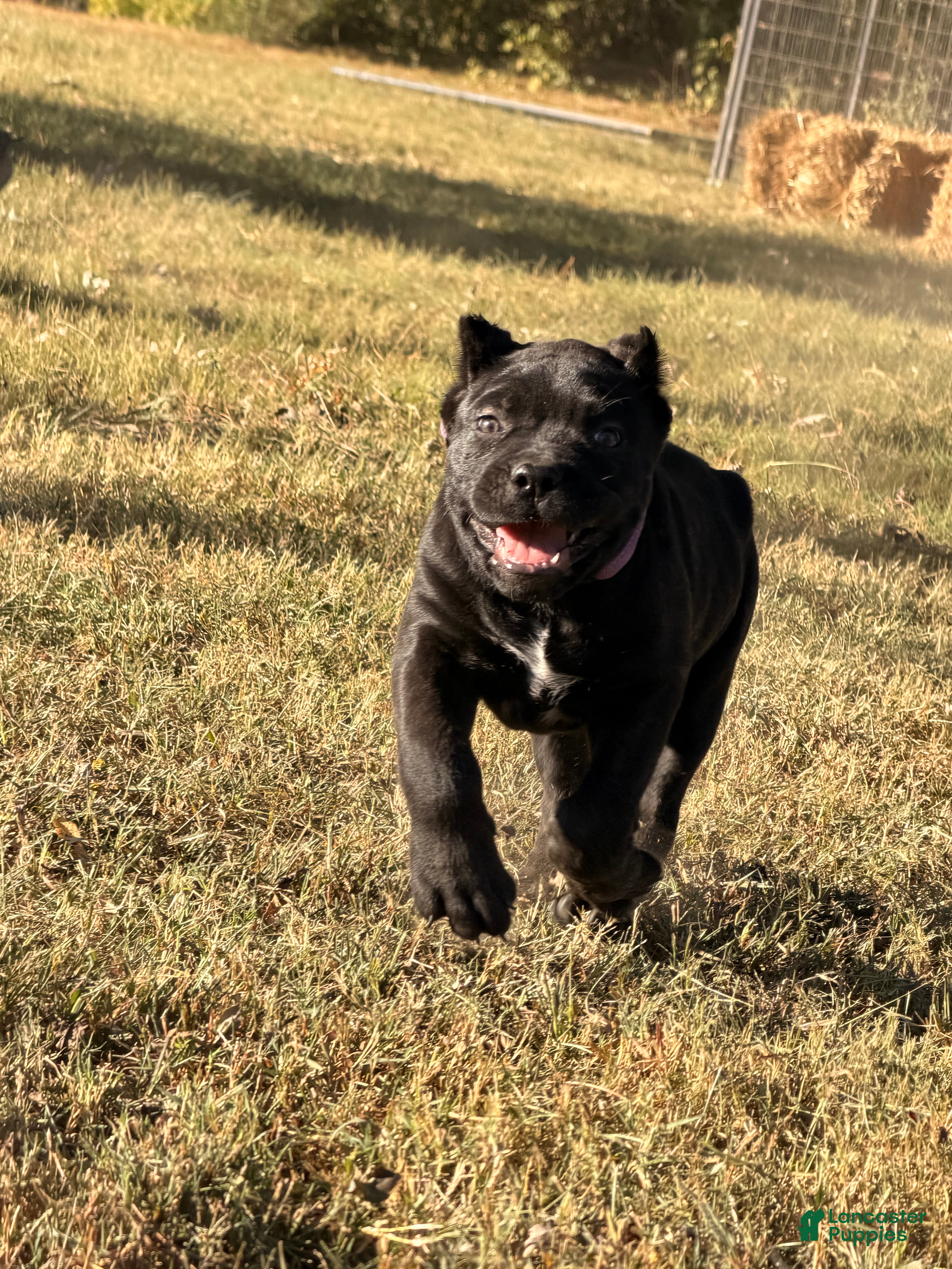 Cane Corso dogs for sale: Purple - Ad 2