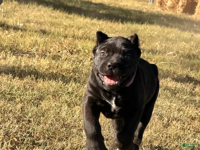 Cane Corso dogs for sale: Purple - Ad 2