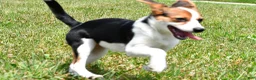 Mixed Breed dogs for sale: Willow - Ad 5