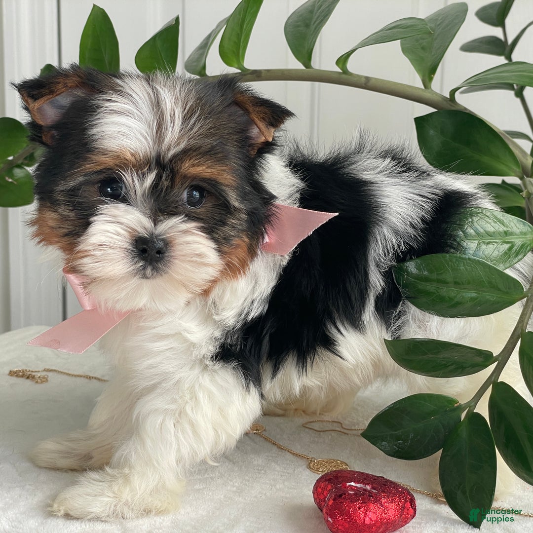 Biewer Terrier dogs for sale: Kiwi - Ad 6