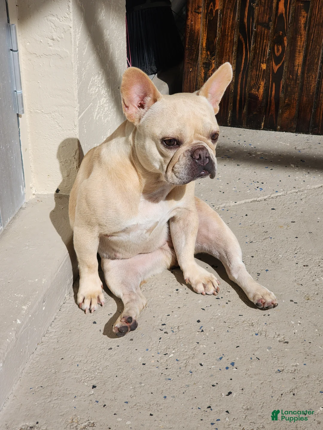 French Bulldog dogs for sale: AKC French Bulldog 💙 Blue Blaze  - Ad 9