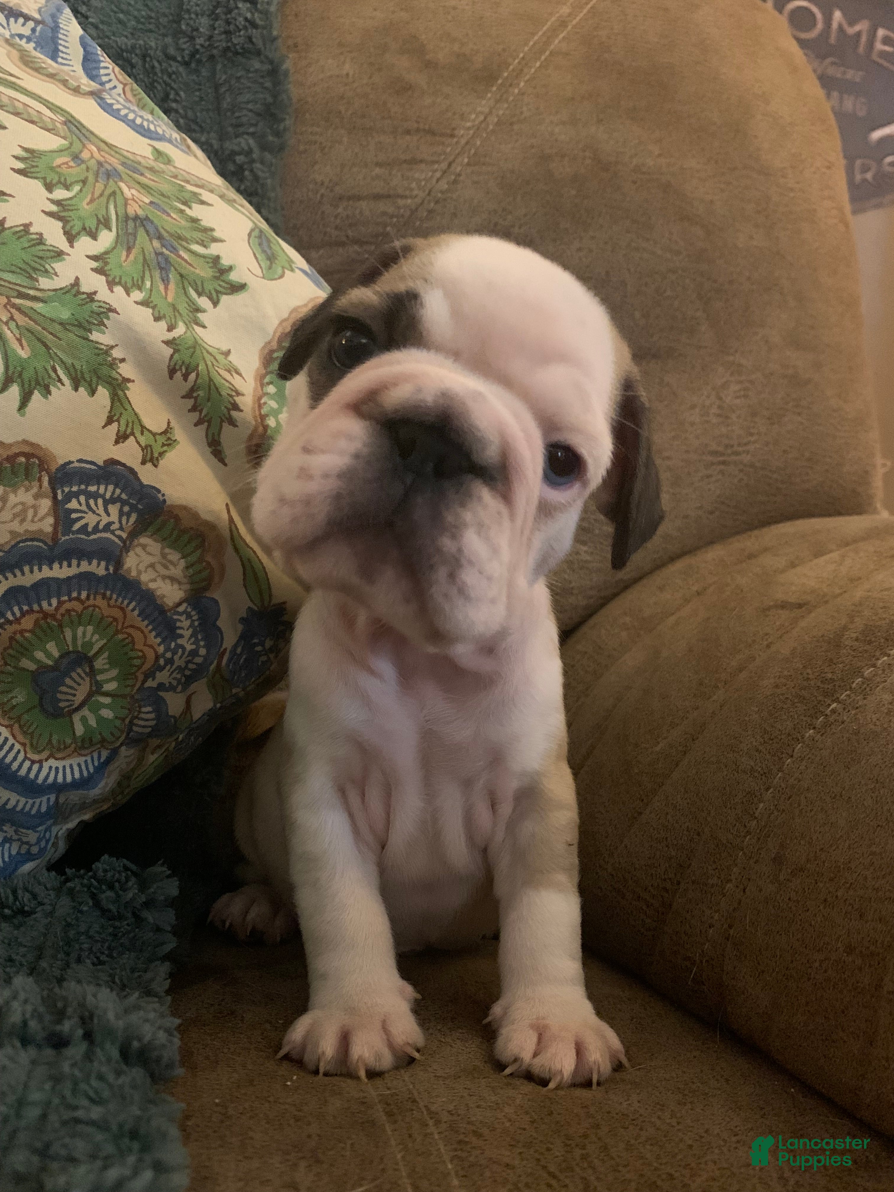 Frug dogs Patch - Ad 9