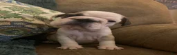 Frug dogs for sale: Patch - Ad 1
