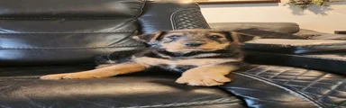 Airedale Terrier Puppy Cedar Wood 