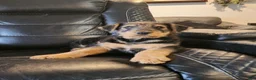 Airedale Terrier dogs for sale: Airedale Terrier Puppy Cedar Wood  - Ad 1