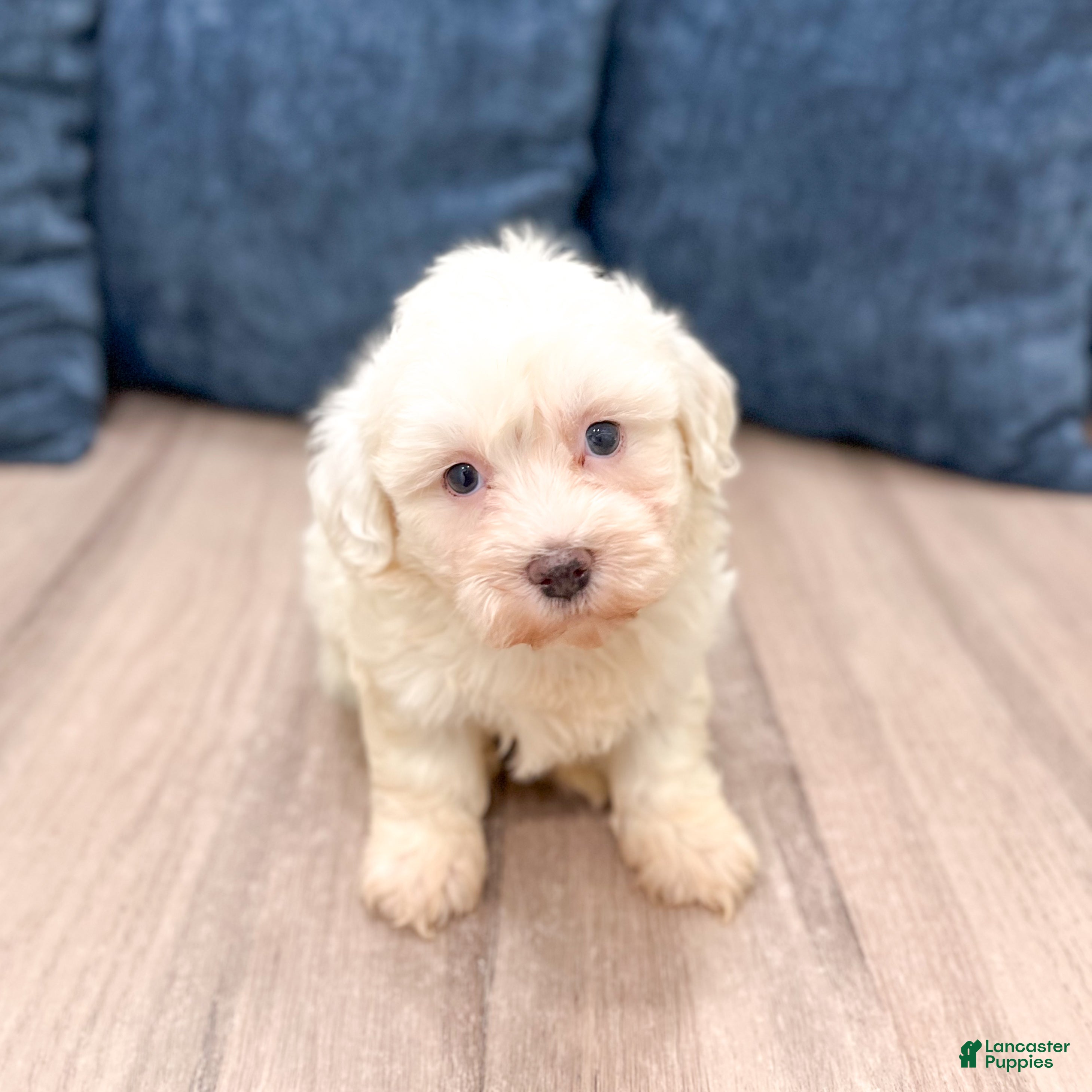 Havanese dogs Hank - Ad 2