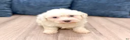 Havanese dogs for sale: Hank - Ad 2