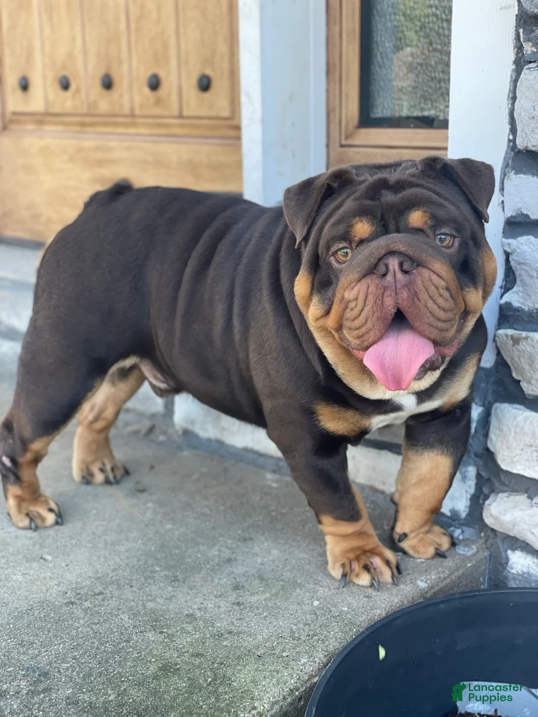 English Bulldog dogs for sale: Daisy - Ad 9